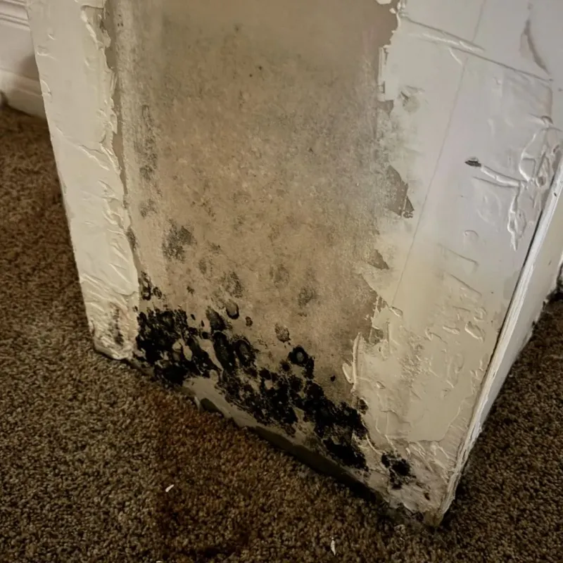 Professional Mold Removal in Uxbridge, MA